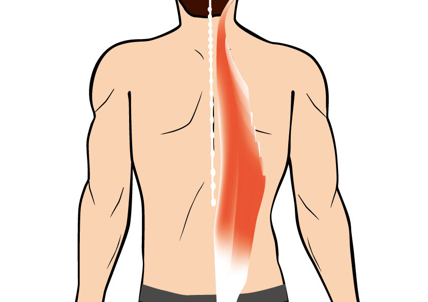 筋トレするならボディメーカー Bm Training Navi トレーニングナビ イラストで分かりやすい筋肉図解 背中 Bodymaker ボディメーカー 公式 スポーツ通販サイト