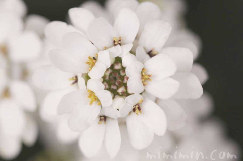イベリスの花の写真 花言葉 名前の由来 みみみんブログ