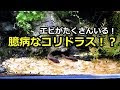 [最も欲しかった] コリドラス エビ 621162-コリドラス エビ