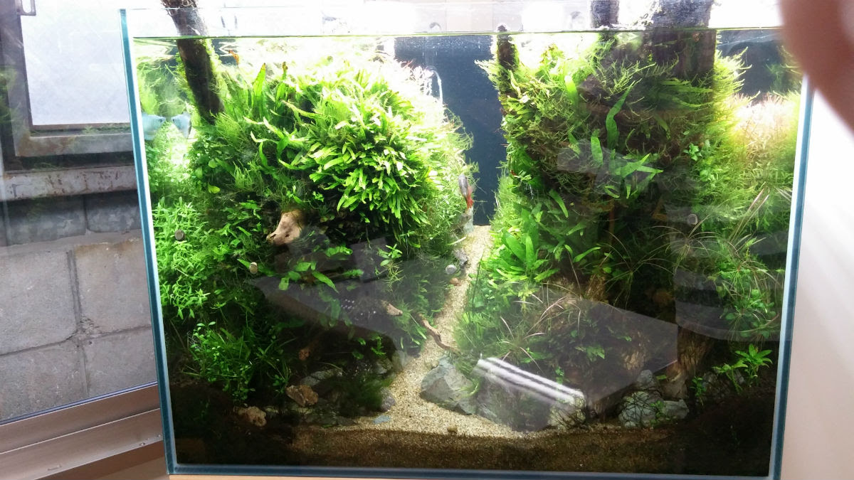 ネイチャーアクアリウム水槽 ６０ｃｍ 水草水槽リースと観賞用えびのone Leaf