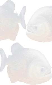 ピラニア ピラヤのイラスト 条件付フリー素材集