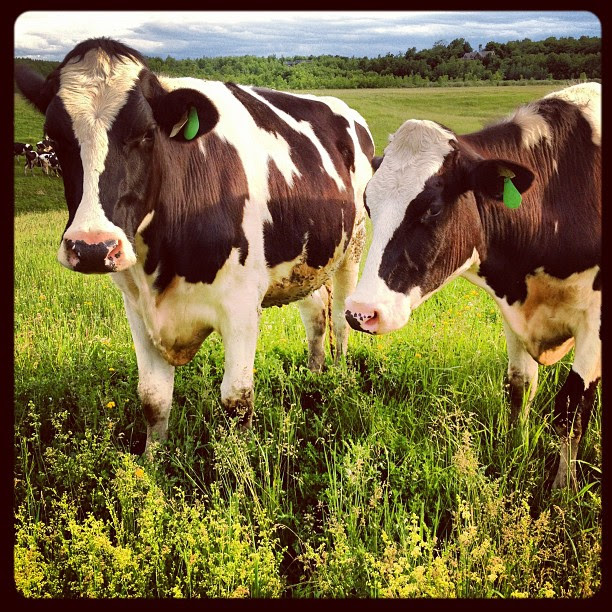 My neighbor :)