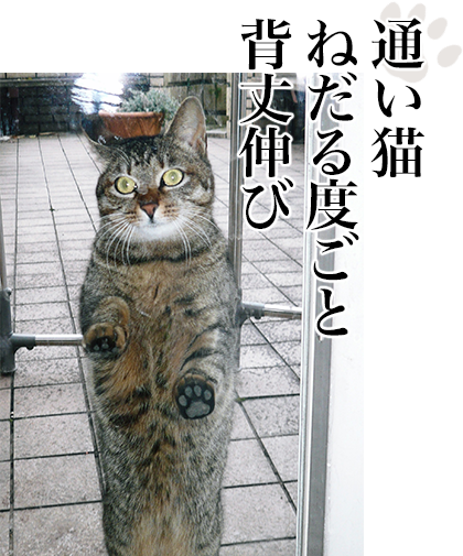 森村誠一 ねこの証明 特設サイト 講談社文庫