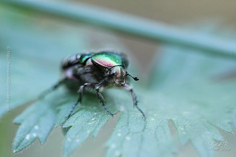 Cetonia aurata