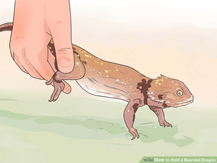 Hold a Bearded Dragon Step 7.jpg