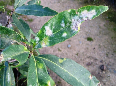 カシの葉に白い粉がたくさんついて困っている どうすればよいか 大阪府立環境農林水産総合研究所