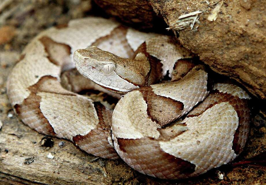 Outdoorsmen know to keep an eye out for copperheads when they're in the woods, but now the venomous snakes are gathering in groups on freshly mowed lawns. Here are some other things you probably weren't worried about, but really should be.  Photo: Picasa