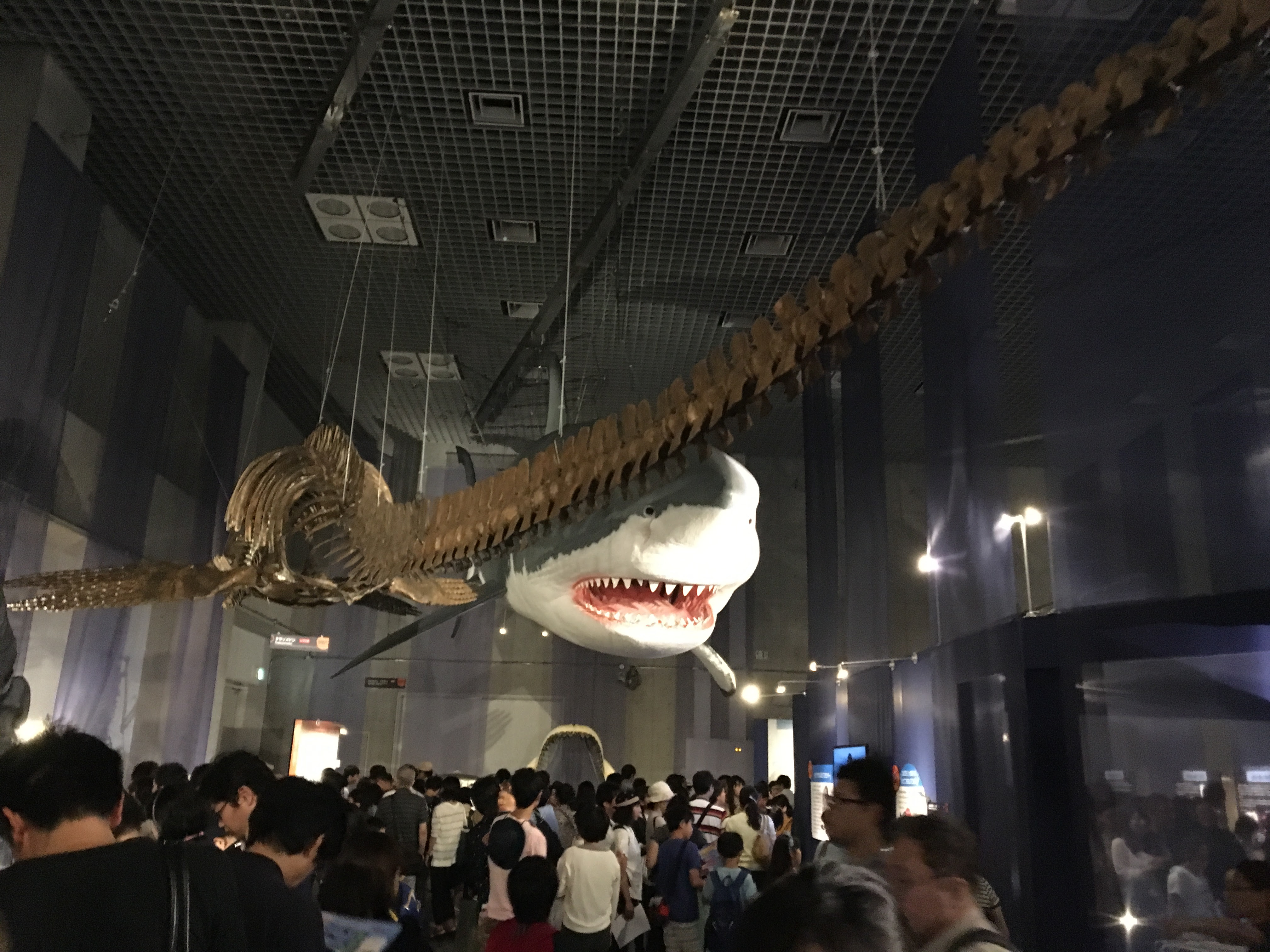 海のハンターサメ展16 上野 国立博物館 大宮の歯医者 鈴木歯科医院