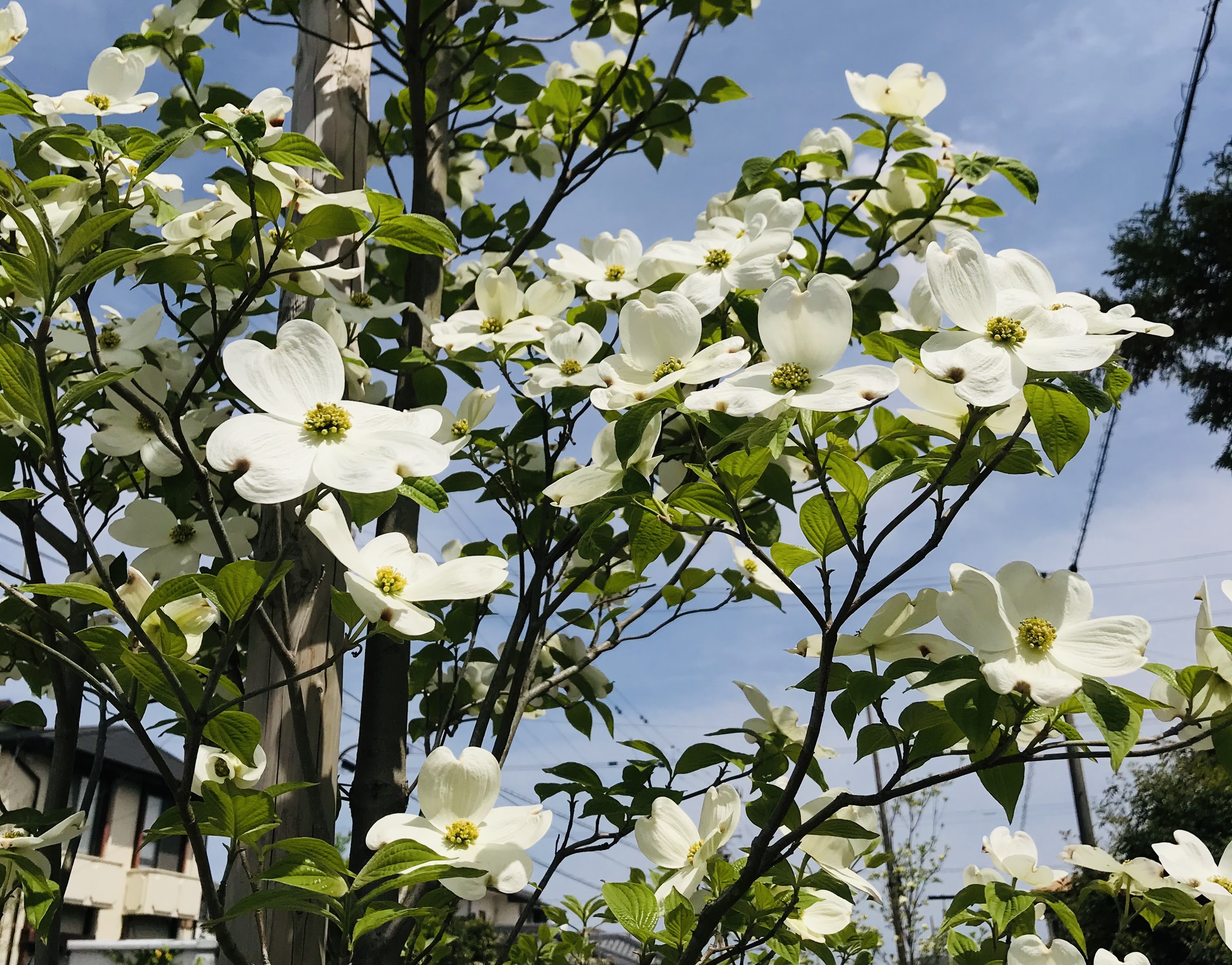 ハナミズキ 先進快適の住まいを提案するアラタ建設のブログ 徳島しらさぎ台