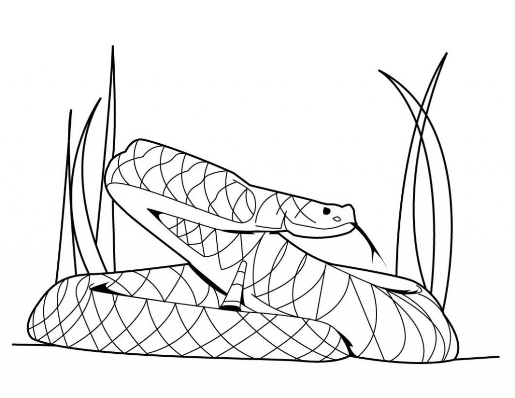 Viper Snake Coloring Pages Printable Coloring Sheet Anbu