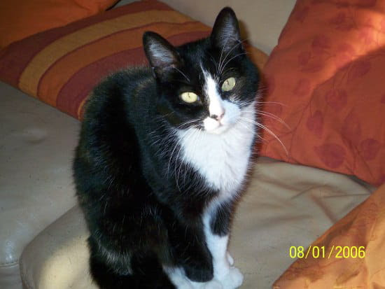 Mon Chat Veux Toujours Manger Que Faire Il N Arrete Pas De Miauler Resolu Chats Journal Des Femmes