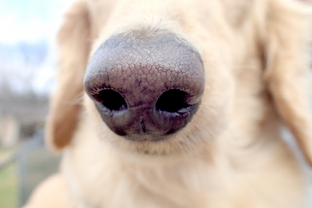 犬のマズルコントロールって必要なの しつけがしやすくなるって本当