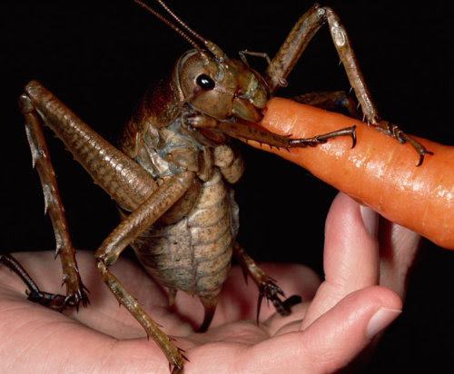 Adventurer Mark Moffett has found the world&#8217;s biggest insect - which is  so huge it can eat carrots. The former park ranger discovered the giant  weta up a tree and his real life Bugs Bunny has now been declared the  largest ever found. He came across the cricket-like creature, which has a  wing span of seven inches, after two days of searching on a tiny  island. The creepy crawly is only found on Little Barrier Island, in New  Zealand. The species was wiped off the mainland by rats accidentally  introduced by Europeans.