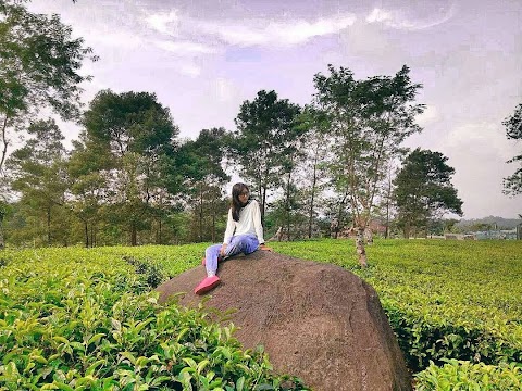 kebun teh wonosari malang