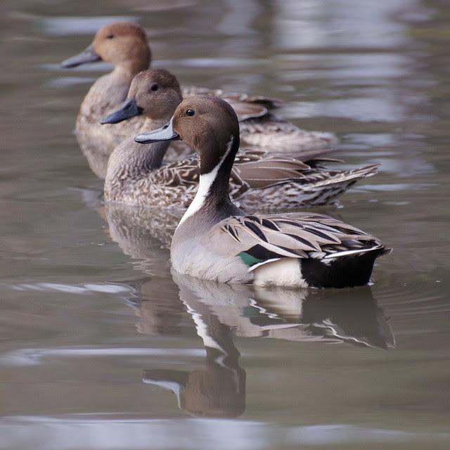Northern Pintail Duck