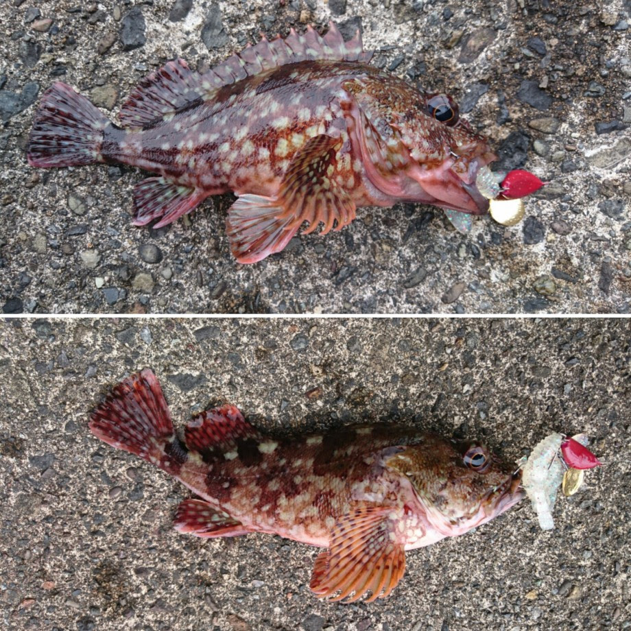 Small Target 彡 越前海岸にてアコウ キジハタ 5