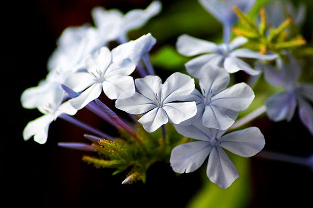 Flower Macro: Phlox? [enlarge]