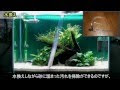 コリドラス 餌 食べない 710150-コリドラス 餌 食べない