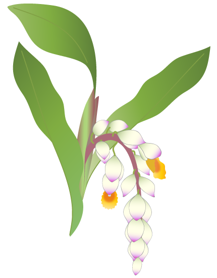 月桃の花 ふでこや 無料イラスト