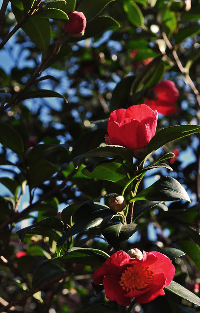 Camellia sasanqua 'Yuletide'