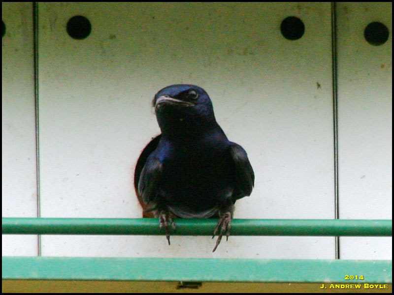 Purple Martin