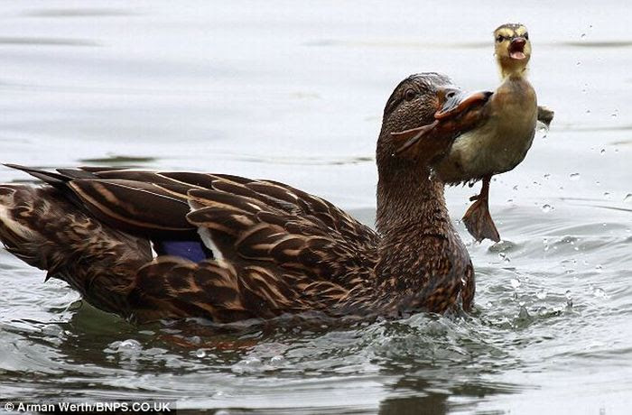 Duck Teaches Little Duckling a Lesson (4 pics)