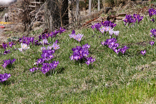 crocus_west