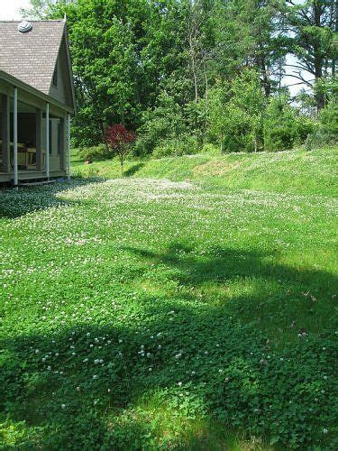 This directly benefits grasses by fertilizing the soil . Clover lawns... beautiful and dog urine resistant
