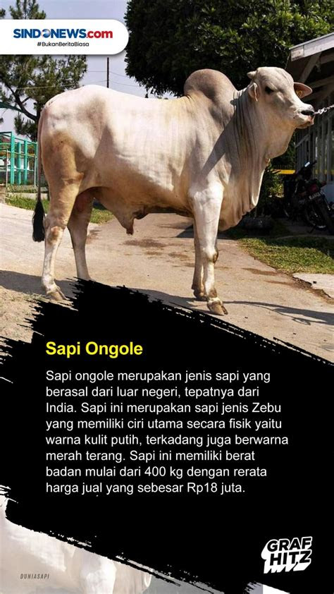 sindografis  jenis sapi   dijadikan hewan kurban  indonesia