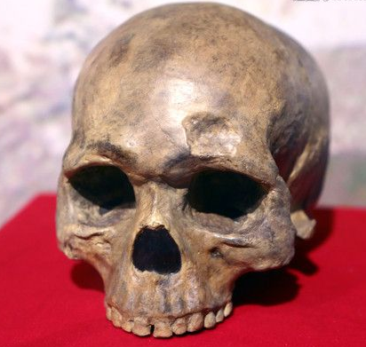 怎样才能复原远古动物 酷知经验网