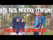 Beautifull Wisata Red Flower Dusun Punjul Desa Puspo Kembang Abang , paling update!