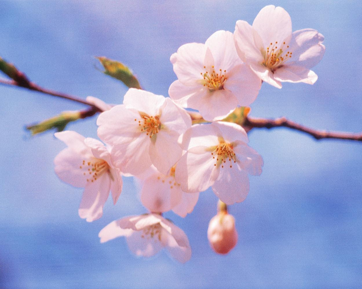 町の花と木 上毛町