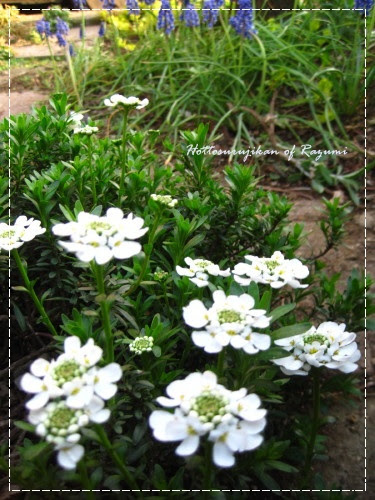 宿根草の植えどき 春花壇の様子 ほっとする時間 Gardening Life