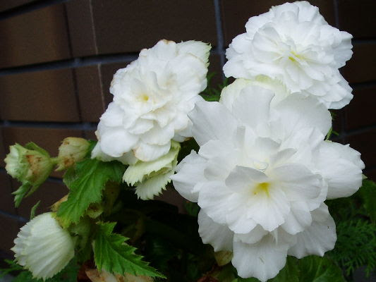 球根ベゴニア白開花中 趣味は園芸だけれども 楽天ブログ