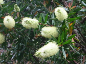 今年も楽しみな大船フラワーセンターへ １２ オーストラリアの花 自然と仲良し