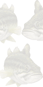 オオクチバス ブラックバス のイラスト 条件付フリー素材集