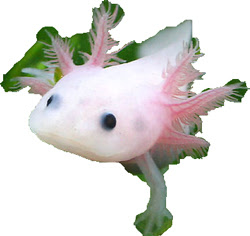 ウーパールーパーの実態 浮き草旅ライターゆきんこ