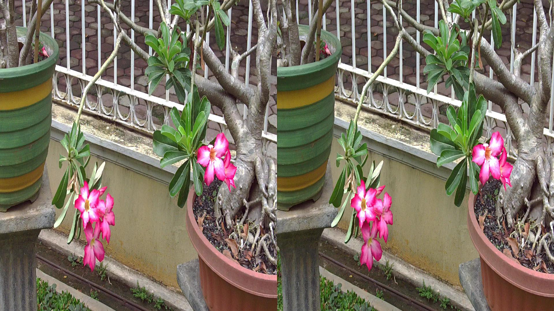 Citra stereoskop  berbagi info dari/ke penggemar gambar 3 