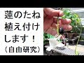 √100以上 植物 の 種 自由 研究 285046