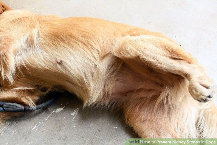 Prevent Kidney Stones in Dogs Step 11.jpg