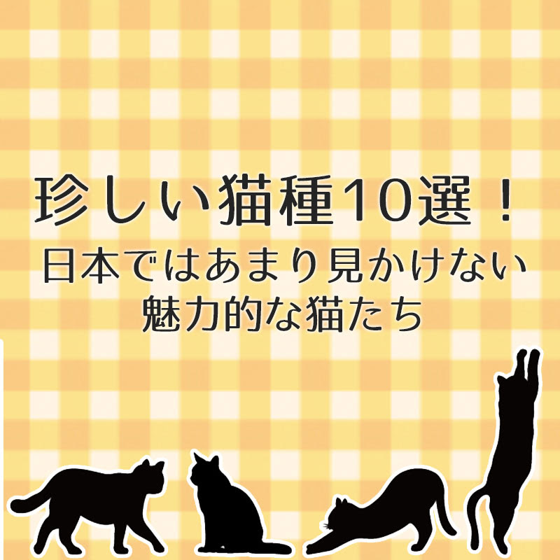 珍しい猫の種類10選 日本ではなかなか会えない魅力的な猫たち
