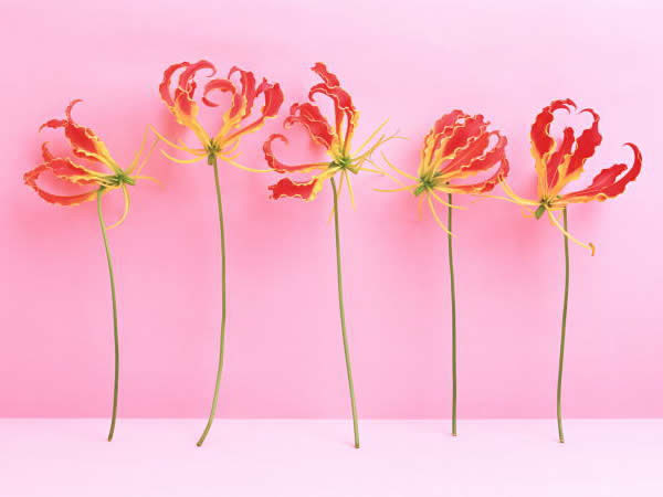 ６月２６日 グロリオーサ Gloriosa ３６６日への旅 誕生花編 今日の誕生花
