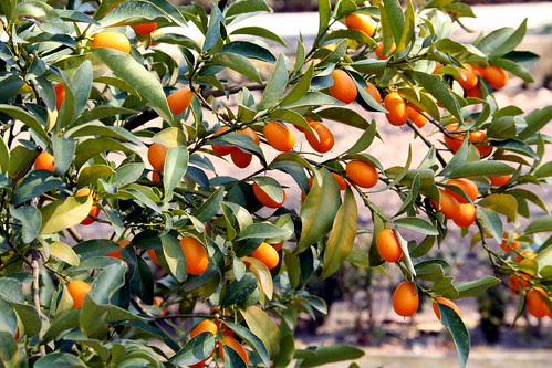 Kumquat, Kumquats, Kunquat, Cumquat, Naranjo enano, Naranja enana, Naranja japonesa
