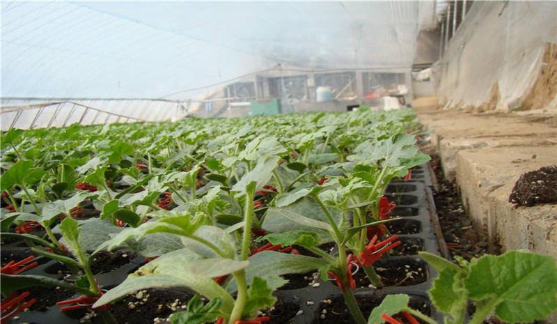 移栽定植西瓜苗的话 没有你们想象的那么简单