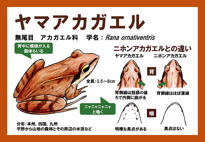 日本両生類研究会 ヤマアカガエル