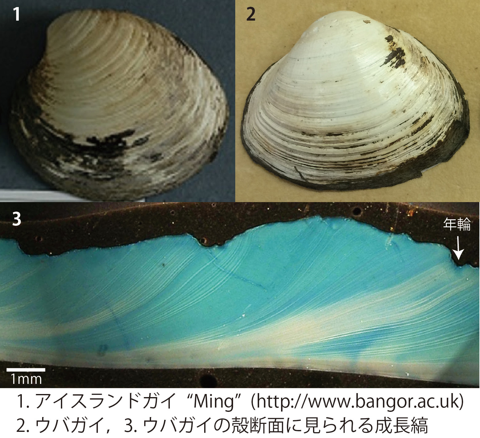 たかが貝殻 されど貝殻 コラムリレー第回 集まれ 北海道の学芸員