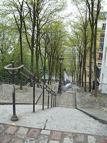 escalier e tpigeon.jpg