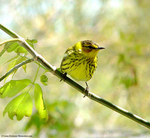 Cape May Warbler