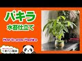 [新しいコレクション] 挿し木 水苔 473706-バラ 挿し木 水苔