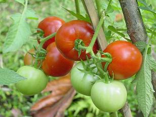 Tumbuhan Obat dan Sains Tomat kaya akan vitamin Tumbuhan Obat dan Sains Tomat kaya akan vitamin